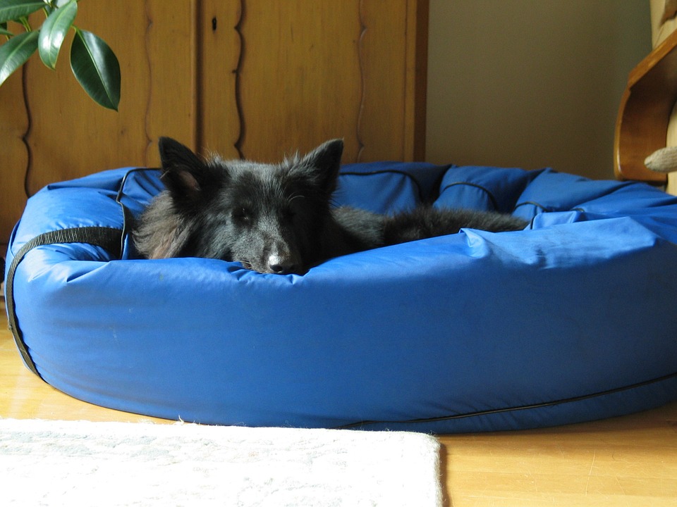 Dog on bed