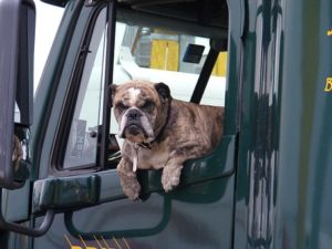 dog on a vehicle window
