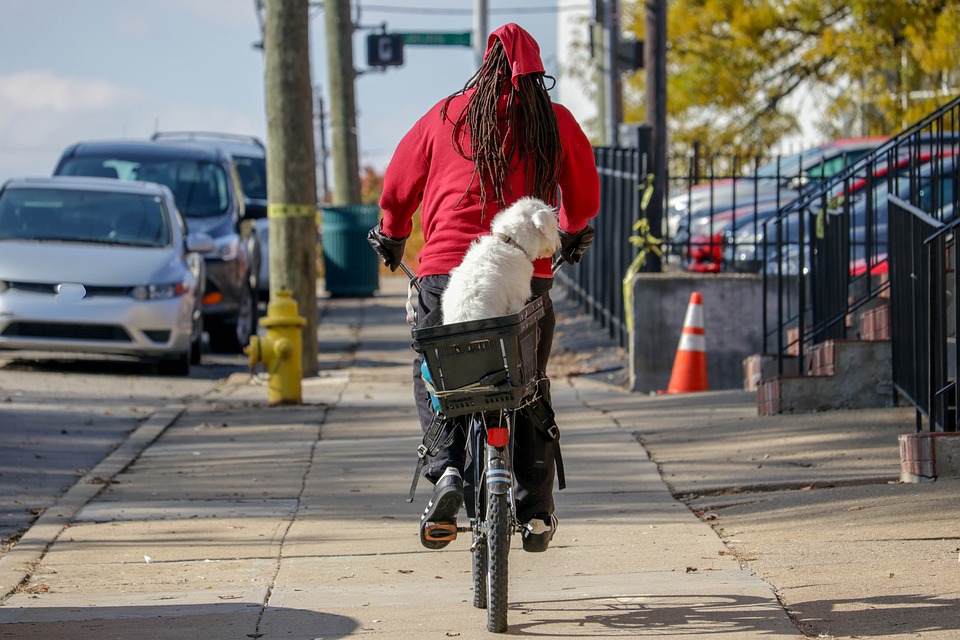 transporting a dog on a bike