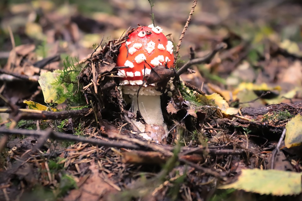 mushrooom